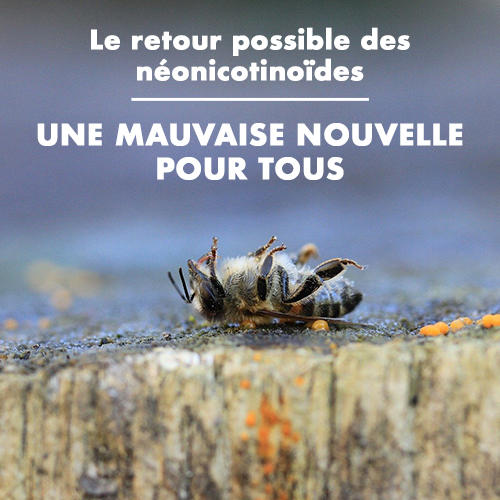 Biocoop soutient la pétition contre le retour des néonicotinoïdes Biocoop soutient la pétition contre le retour des néonicotinoïdes