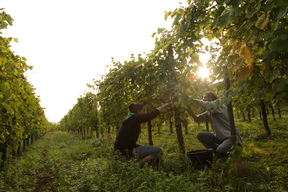 Château Lafitte : partage et passion à l'origine d'un vin bio d'exception !