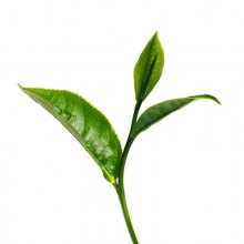 L’huile essentielle Tea-tree : un allié incontournable