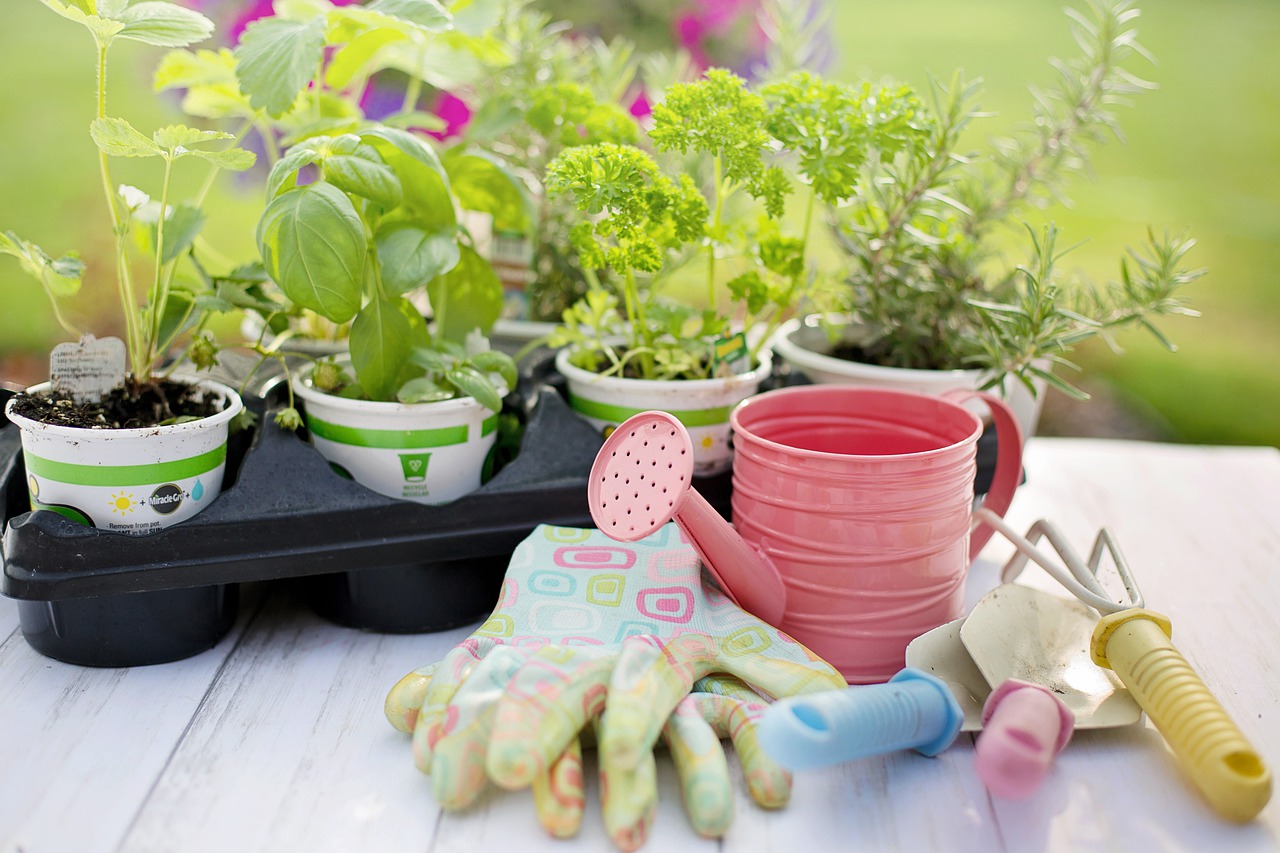 Ventes de plants de légumes et aromatiques bio Ventes de plants de légumes et aromatiques bio