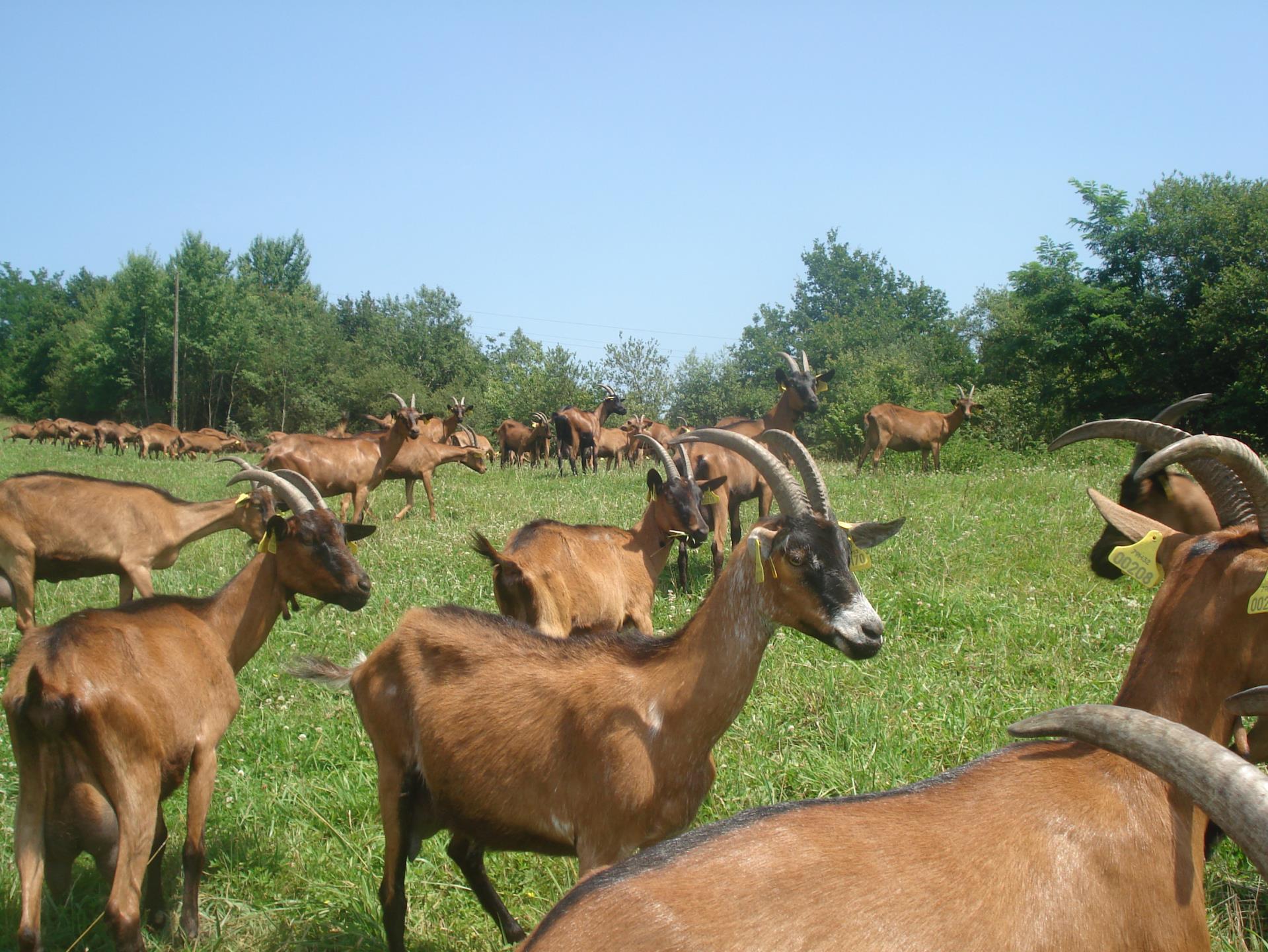 LA FERME DU BRUKIZA LA FERME DU BRUKIZA