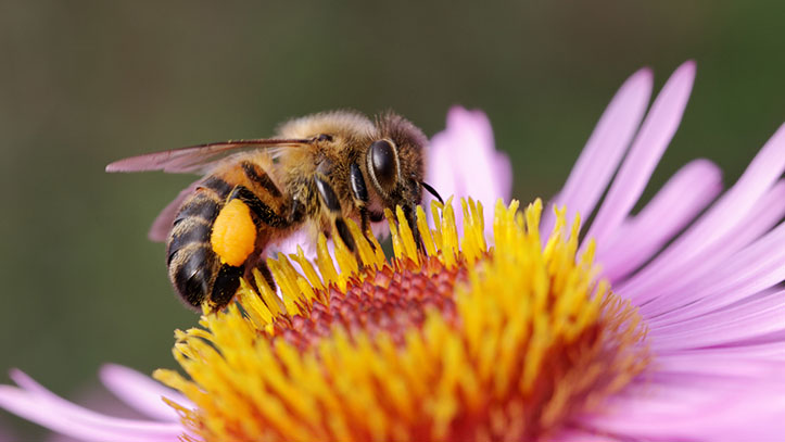 MIEL, ABEILLES ET COMPAGNIE