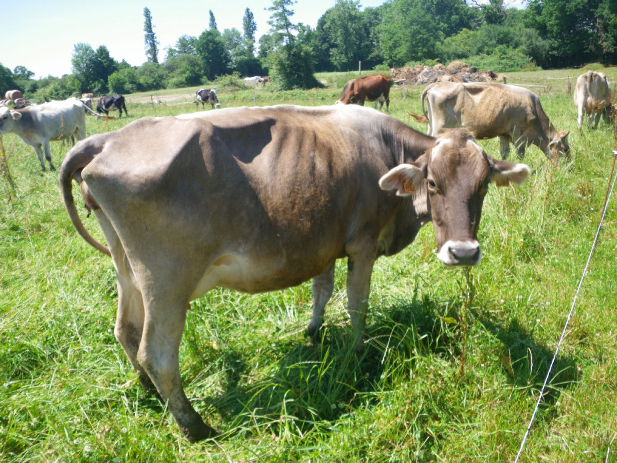 FERME MARQUE