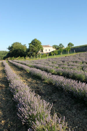 ALTHO LABORATOIRE