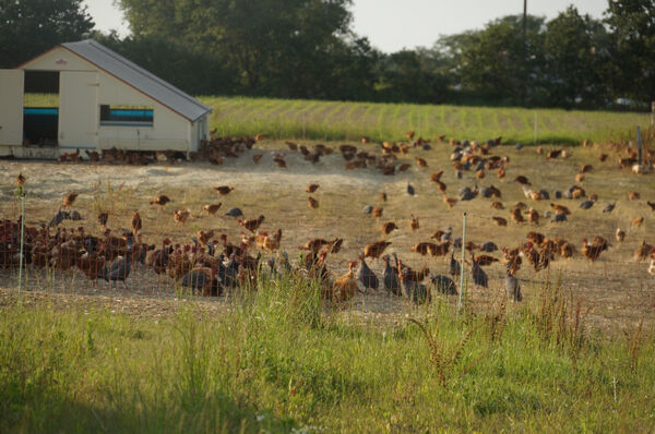 COCORIBIO LA FERME DU POC
