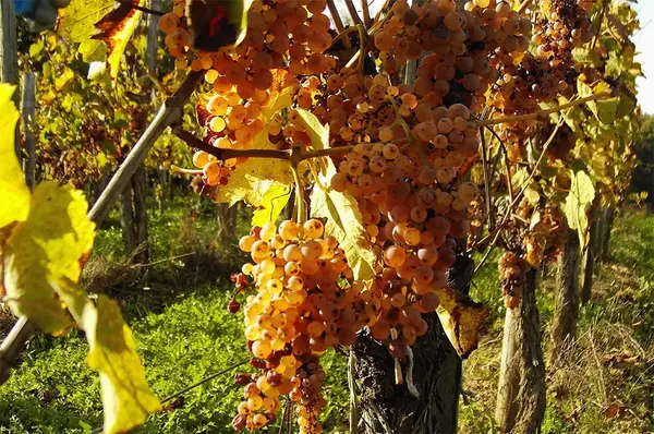 DOMAINE BRU-BACHE
