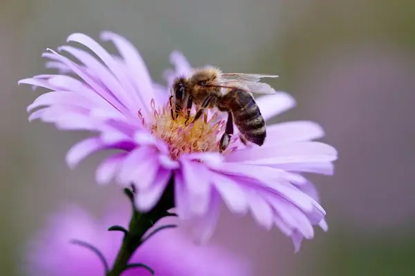 NECT'ART DE L'ABEILLE
